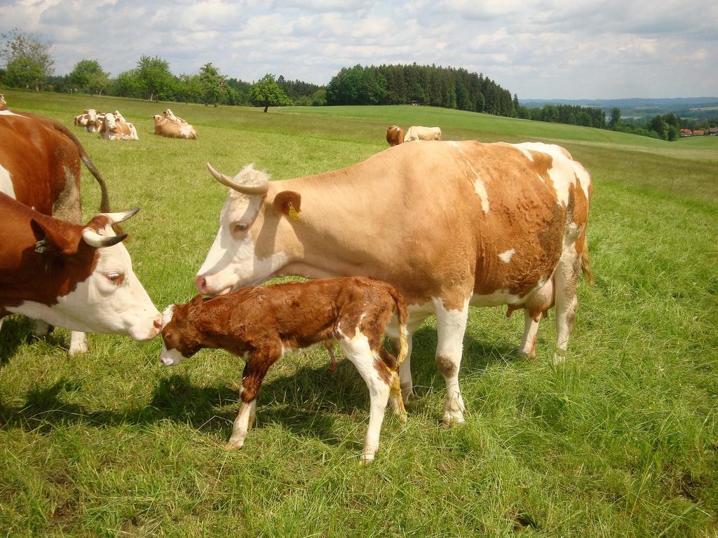 Baby- Und Kinderhof Aicherbauer 시함 외부 사진