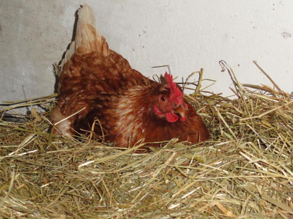 Baby- Und Kinderhof Aicherbauer 시함 외부 사진